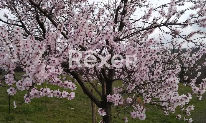 Rexer-Magliano-in-Toscana-Bifamiliare-del-con-ingressi-separati-Giardino