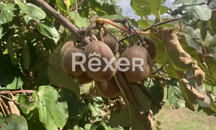 Rexer-San-Ginesio-Casale-indipendente-completamente-ristrutturato-con-giardino-e-ampio-terrazzo-San-Ginesio-MC-Giardino