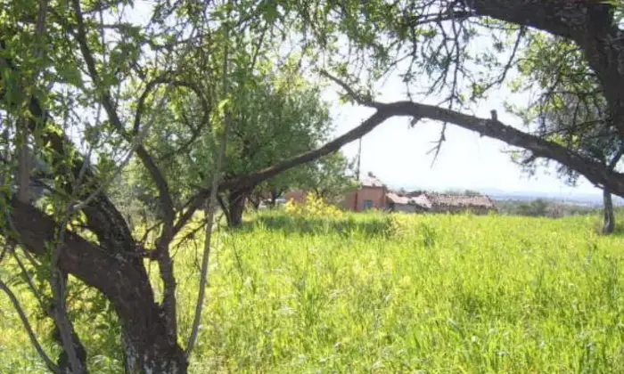 Rexer-Cerchiara-di-Calabria-Affitto-di-casa-indipendente-in-Palazzo-Piana-Cerchiara-di-Calabria-GIARDINO